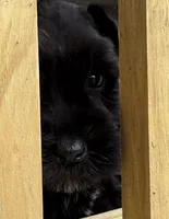 Ford, a male Miniature Schnauzer for sale in West Union, OH – Photo 1 of 2