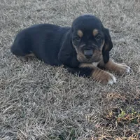 Benji, a male Basset Hound for sale in Milo, MO – Photo 3 of 9