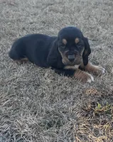 Benji, a male Basset Hound for sale in Milo, MO – Photo 3 of 9