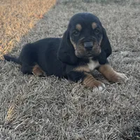 Benji, a male Basset Hound for sale in Milo, MO – Photo 2 of 9