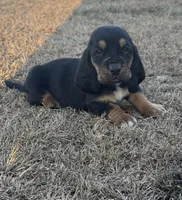 Benji, a male Basset Hound for sale in Milo, MO – Photo 2 of 9