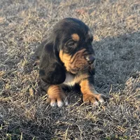 Benji, a male Basset Hound for sale in Milo, MO – Photo 4 of 9