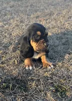 Benji, a male Basset Hound for sale in Milo, MO – Photo 4 of 9