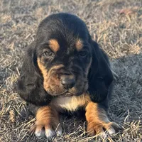 Benji, a male Basset Hound for sale in Milo, MO – Photo 5 of 9