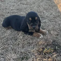 Benji, a male Basset Hound for sale in Milo, MO – Photo 1 of 9