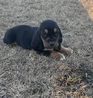 Benji, a male Basset Hound for sale in Milo, MO – Photo 1 of 9