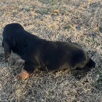 Benji, a male Basset Hound for sale in Milo, MO – Photo 7 of 9