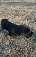 Benji, a male Basset Hound for sale in Milo, MO – Photo 7 of 9