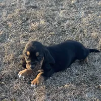 Benji, a male Basset Hound for sale in Milo, MO – Photo 8 of 9