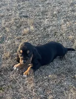 Benji, a male Basset Hound for sale in Milo, MO – Photo 8 of 9