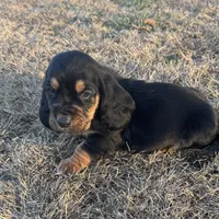 Benji, a male Basset Hound for sale in Milo, MO – Photo 9 of 9