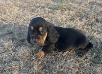 Benji, a male Basset Hound for sale in Milo, MO – Photo 9 of 9