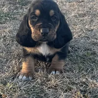 Benji, a male Basset Hound for sale in Milo, MO – Photo 6 of 9