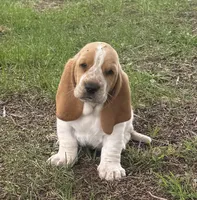Hardy, a male Basset Hound for sale in Milo, MO – Photo 3 of 10