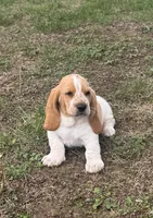 Hardy, a male Basset Hound for sale in Milo, MO – Photo 5 of 10