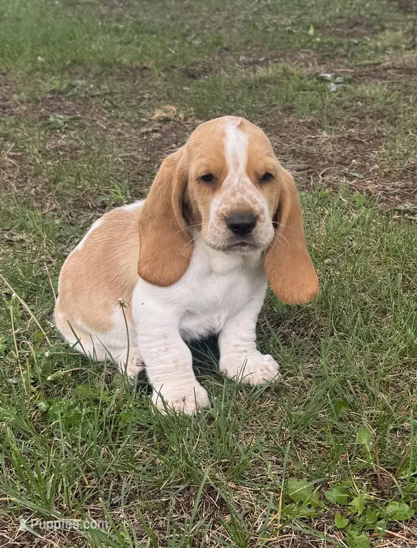Hardy – Basset Hound puppy for sale in Milo, MO