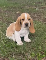 Hardy, a male Basset Hound for sale in Milo, MO – Photo 1 of 10