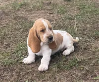 Hardy, a male Basset Hound for sale in Milo, MO – Photo 4 of 10