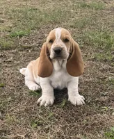 Hardy, a male Basset Hound for sale in Milo, MO – Photo 6 of 10