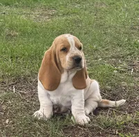 Hardy, a male Basset Hound for sale in Milo, MO – Photo 2 of 10