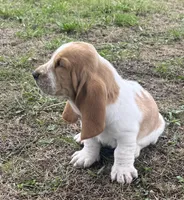 Hardy, a male Basset Hound for sale in Milo, MO – Photo 8 of 10