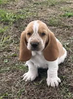 Hardy, a male Basset Hound for sale in Milo, MO – Photo 7 of 10