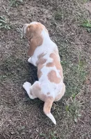 Hardy, a male Basset Hound for sale in Milo, MO – Photo 9 of 10