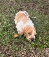 Hardy, a male Basset Hound for sale in Milo, MO – Photo 10 of 10