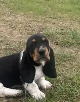 Teddy, a male Basset Hound for sale in Milo, MO – Photo 8 of 10