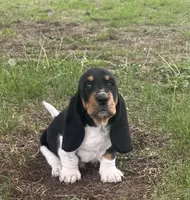 Teddy, a male Basset Hound for sale in Milo, MO – Photo 4 of 10