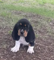 Teddy, a male Basset Hound for sale in Milo, MO – Photo 3 of 10