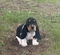 Teddy, a male Basset Hound for sale in Milo, MO – Photo 5 of 10