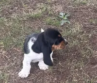 Teddy, a male Basset Hound for sale in Milo, MO – Photo 6 of 10