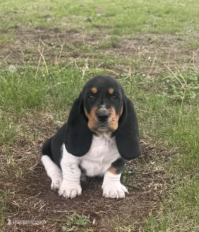 Teddy – Basset Hound puppy for sale in Milo, MO