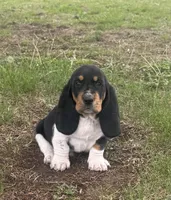 Teddy, a male Basset Hound for sale in Milo, MO – Photo 1 of 10