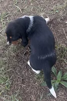 Teddy, a male Basset Hound for sale in Milo, MO – Photo 10 of 10