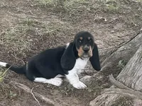 Teddy, a male Basset Hound for sale in Milo, MO – Photo 2 of 10