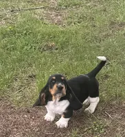 Teddy, a male Basset Hound for sale in Milo, MO – Photo 9 of 10