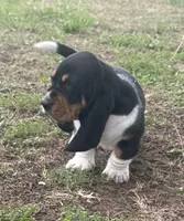 Teddy, a male Basset Hound for sale in Milo, MO – Photo 7 of 10