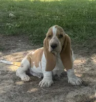 Hardy, a male Basset Hound for sale in Milo, MO – 2 of 10