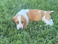 Maisie, a female Basset Hound for sale in Milo, MO – 7 of 8
