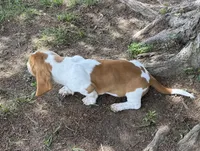 Laney, a female Basset Hound for sale in Milo, MO – 4 of 10