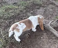 Laney, a female Basset Hound for sale in Milo, MO – Photo 2 of 10
