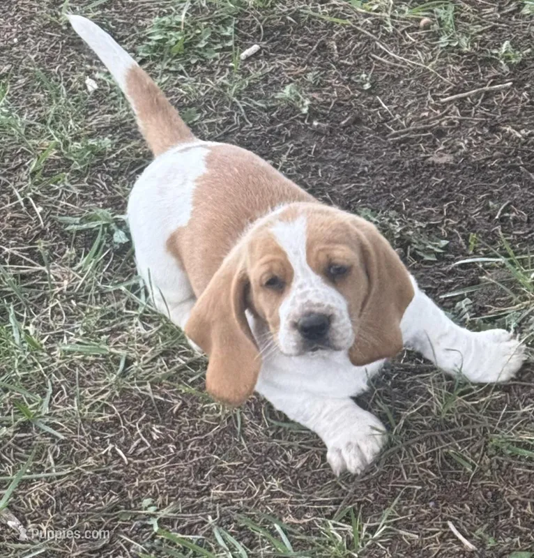Laney – Basset Hound puppy for sale in Milo, MO
