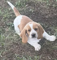 Laney, a female Basset Hound for sale in Milo, MO – Photo 1 of 10