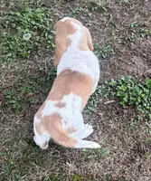 Laney, a female Basset Hound for sale in Milo, MO – Photo 4 of 10