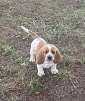 Laney, a female Basset Hound for sale in Milo, MO – Photo 5 of 10