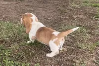 Laney, a female Basset Hound for sale in Milo, MO – Photo 3 of 10