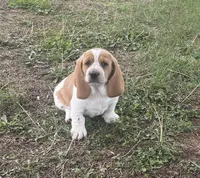 Laney, a female Basset Hound for sale in Milo, MO – Photo 9 of 10