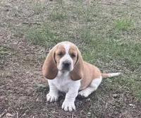 Laney, a female Basset Hound for sale in Milo, MO – Photo 6 of 10